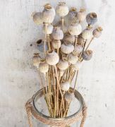 Dried poppy pods